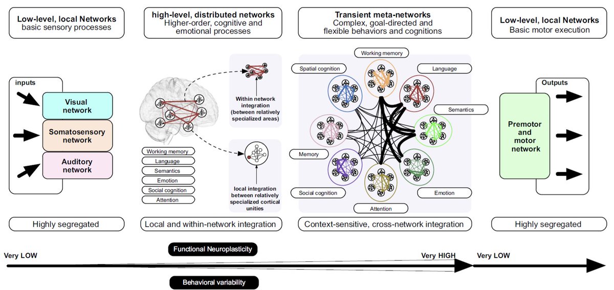 4⃣ core brain networks (there are more): expanding the localizationist approach 🧠 🥅🕸️

#Neuro #Neuroanatomy #Neurology #EndNeurophobia

#Thread

1/🧵