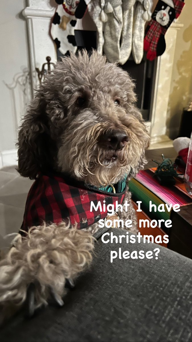Wagadoodle1's tweet photo. #christmas #teddywagadoodle #dogs https://t.co/OFIix1vTe7