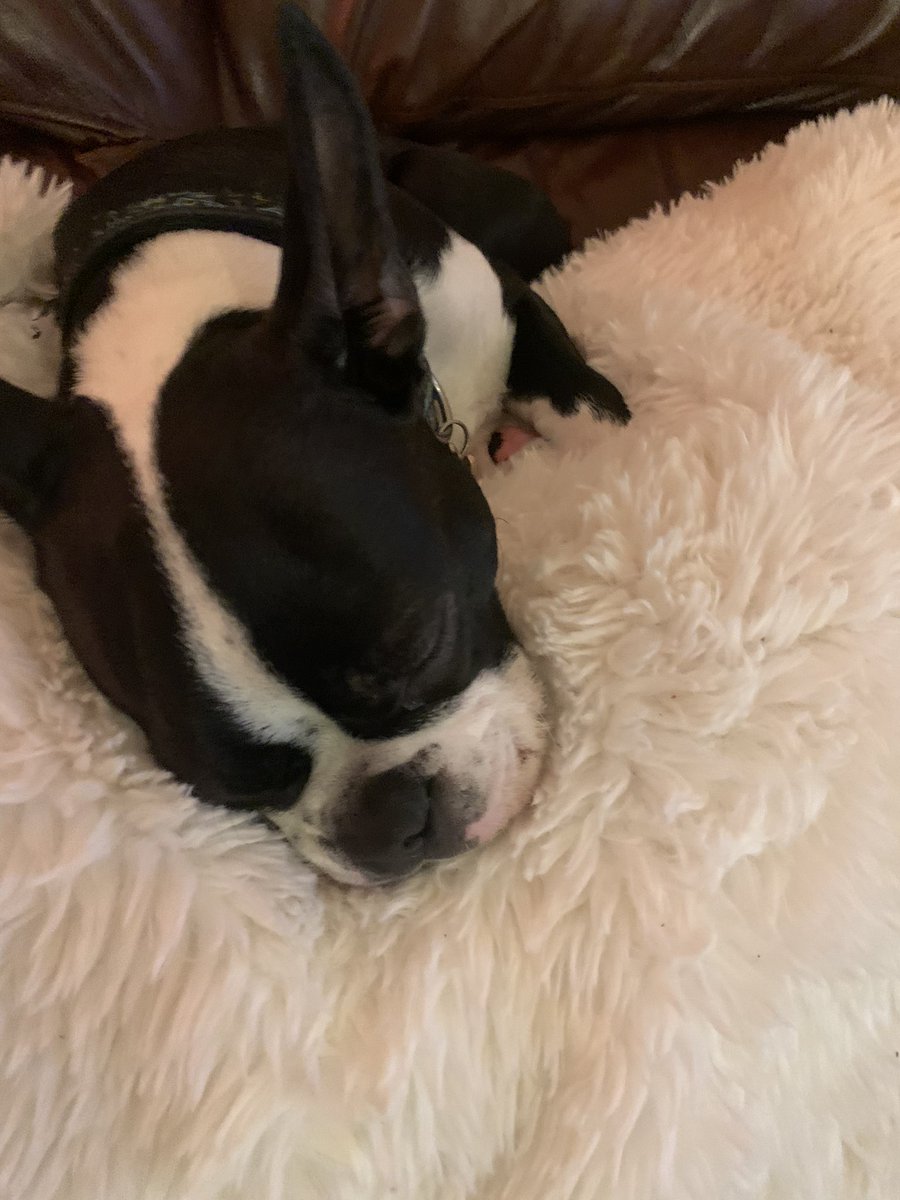 BostonOdel's tweet photo. Tired boy https://t.co/Z5xXcwkWO2