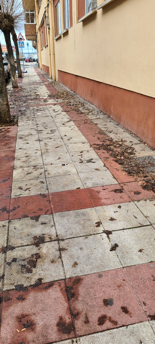 Ramiriclis's tweet photo. Árboles podridos, que se caen o se parten, dan bichos en primavera/verano y porquería en otoño, porquería que ademas es un peligro por resbalamiento. Nuevamente @aytosanandres un poquito de por favor. https://t.co/yWPtSTSbWB