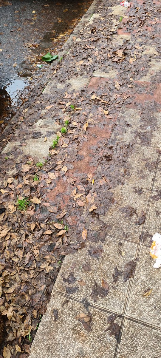 Ramiriclis's tweet photo. Árboles podridos, que se caen o se parten, dan bichos en primavera/verano y porquería en otoño, porquería que ademas es un peligro por resbalamiento. Nuevamente @aytosanandres un poquito de por favor. https://t.co/yWPtSTSbWB