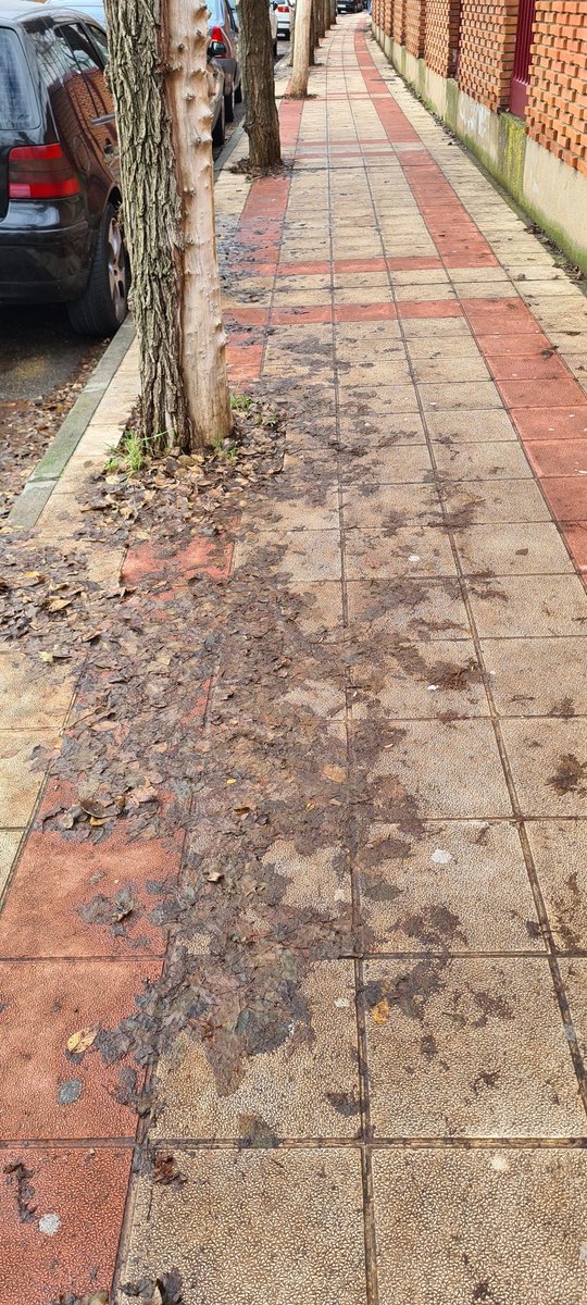Ramiriclis's tweet photo. Árboles podridos, que se caen o se parten, dan bichos en primavera/verano y porquería en otoño, porquería que ademas es un peligro por resbalamiento. Nuevamente @aytosanandres un poquito de por favor. https://t.co/yWPtSTSbWB