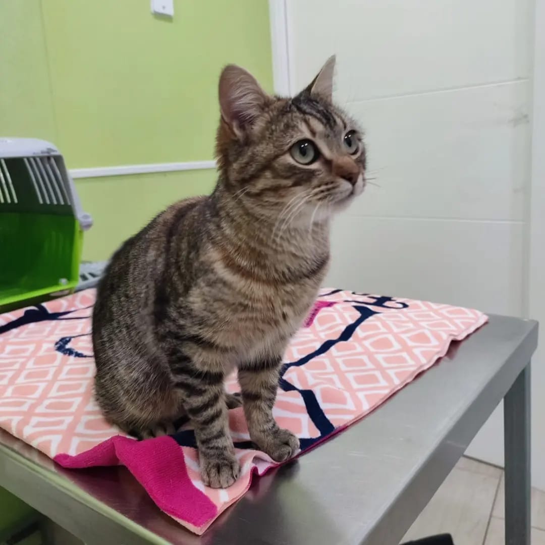 JIMENA EN ADOPCIÓN

Esta peque es Jimena, una gatita parda de 4 meses, pelo semi largo, muy simpática y juguetona que sólo quiere estar en brazos y que la acaricien. Le encanta dormir en su camita de pelo y jugar con su ratoncito de crochet, es muy limpia y sabe usar su arenero.