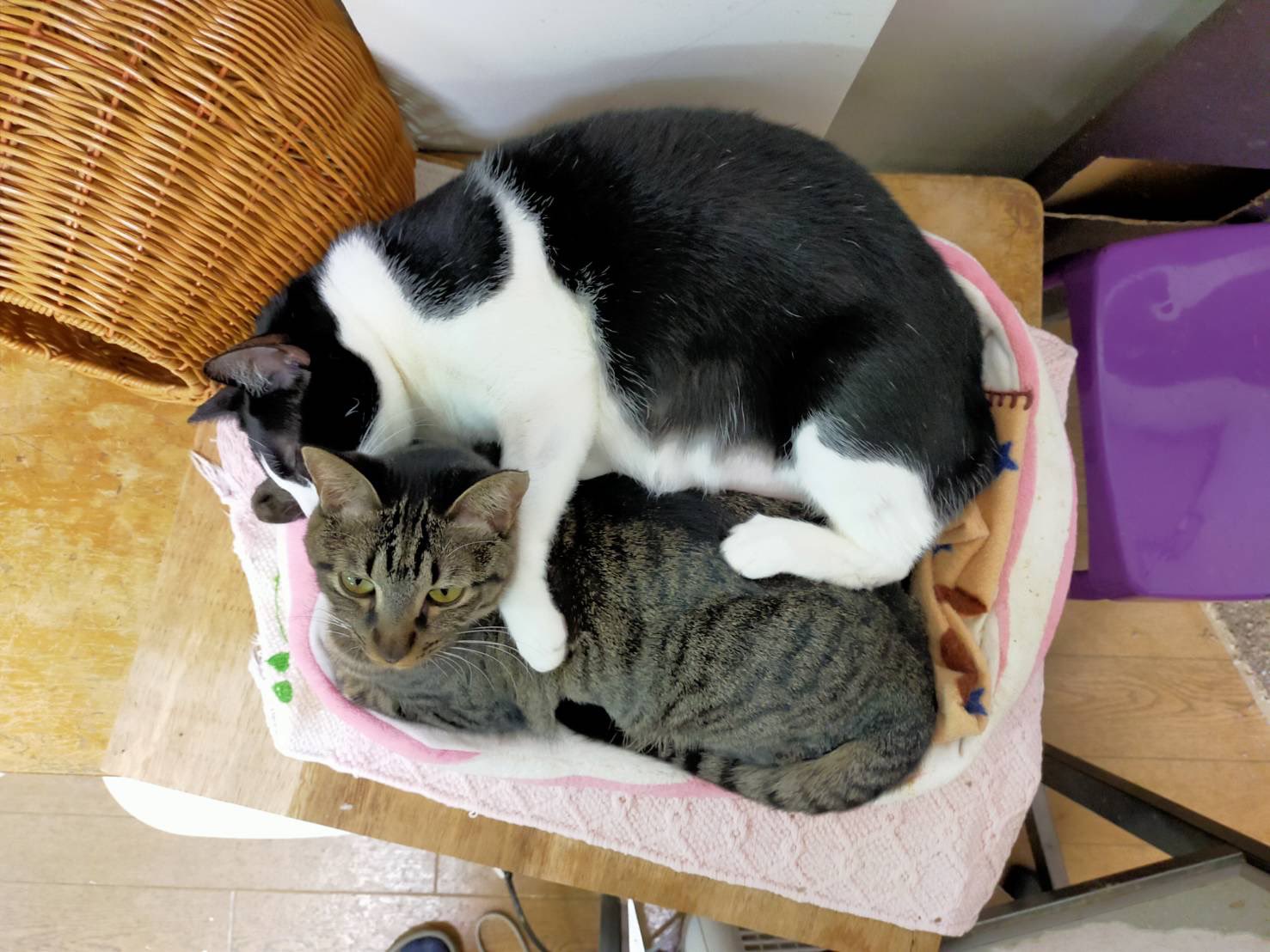 Misa Misa5cats Twitter