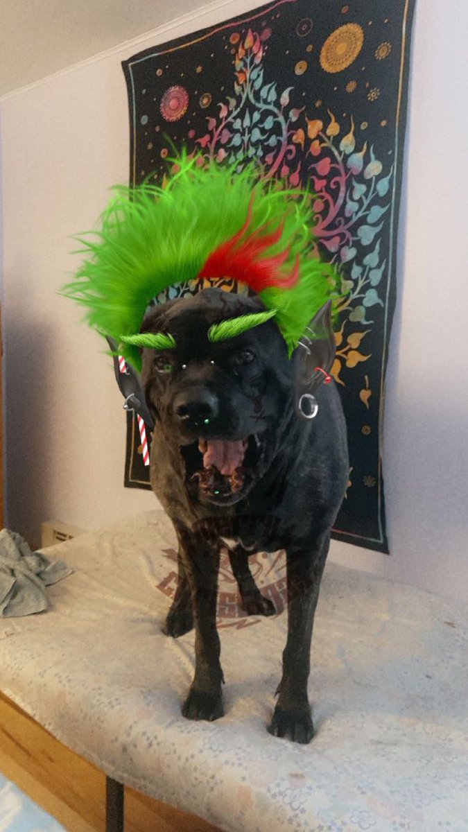 Grave_Knocker's tweet photo. @emerysmith33 Happy Holidays! I know you like mastiffs, here is my best buddy June 😊 https://t.co/fsUld2oINK
