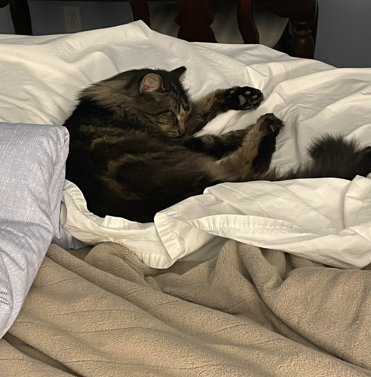 buddy_fifi's tweet photo. No Mom, don’t make the bed yet. 💤🐱#sleeping. #CatsofTwittter https://t.co/nCW2XjU8Ek