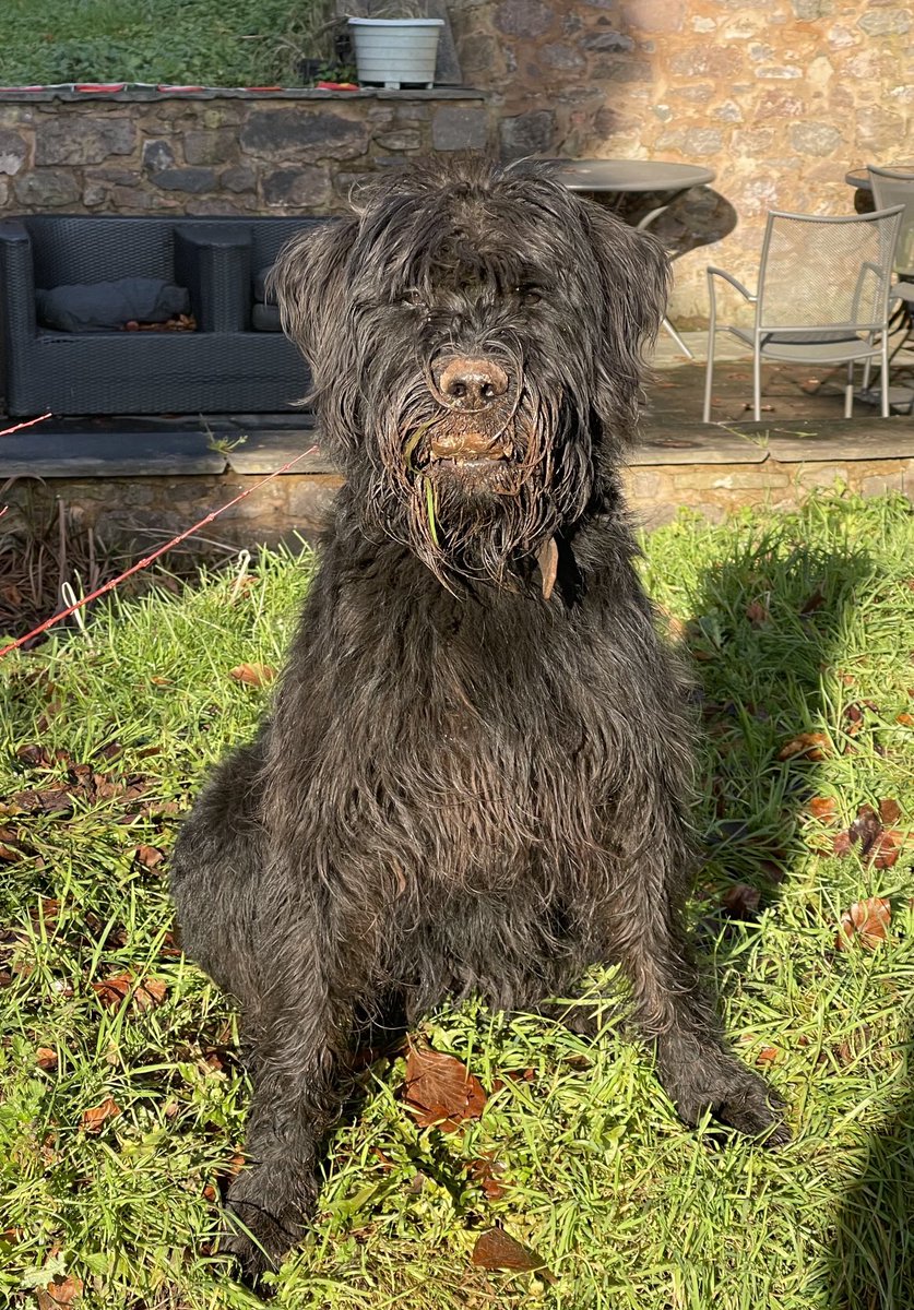 DC_PoliceDogs's tweet photo. TPD Albert never leaves my side and so my decision to take advantage of the sunshine and do a spot of digging in the garden wasn’t one of my better decisions. If he wants to enjoy his bone in the house tonight it’s a bucket bath for him. https://t.co/tBp4PpW087