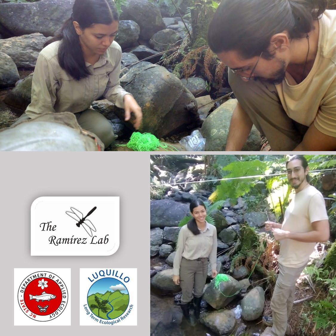ARamirezLab's tweet photo. Welcome to our StreamFRE team - Kevin and Nicole join our aquatic team as technicians. They will be helping us study how stream ecosystems respond to hurricanes and droughts in Puerto Rico.

@LUQLTER #StreamFRE https://t.co/tU0bRJFqf3