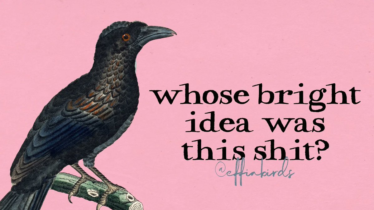 Effin' Birds tweet media