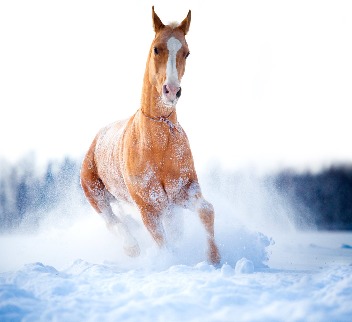 atbakanligi's tweet photo. Kış❄️ https://t.co/o0fauWw78x