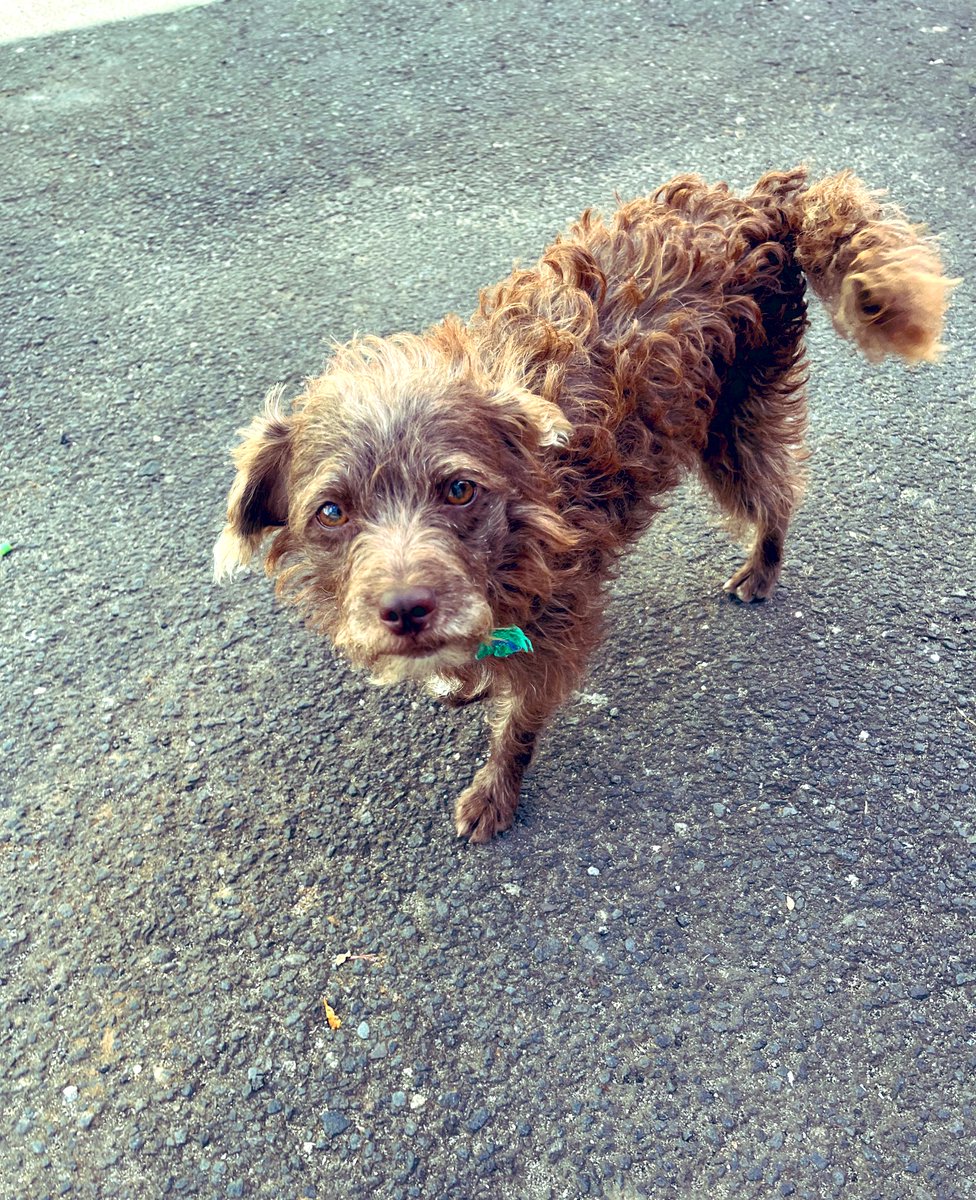 Mildred1806's tweet photo. Feliz última semana 2022, disfruten mucho… el tiempo no regresa #Bolton #Ringo #Negris #CachorroBebé él es hijo de Negris, abandonado 😭 trataré de buscarle hogar, tiene familia pero todo el día en la calle ☹️ le doy comida, no me lo quieren dar 🤯 pero en la calle se pierden 🥱 https://t.co/Nu5u5QvYR7