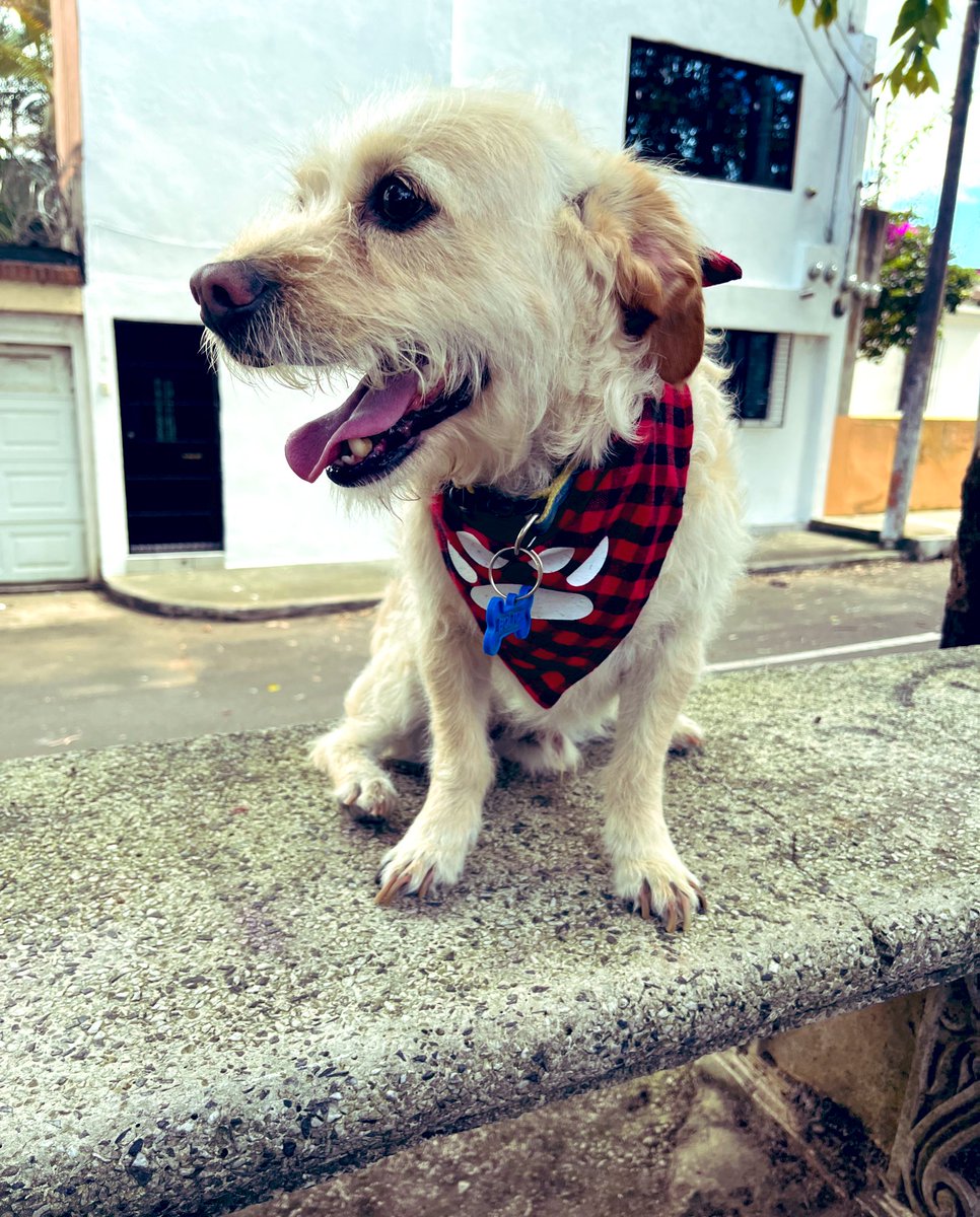 Mildred1806's tweet photo. Feliz última semana 2022, disfruten mucho… el tiempo no regresa #Bolton #Ringo #Negris #CachorroBebé él es hijo de Negris, abandonado 😭 trataré de buscarle hogar, tiene familia pero todo el día en la calle ☹️ le doy comida, no me lo quieren dar 🤯 pero en la calle se pierden 🥱 https://t.co/Nu5u5QvYR7
