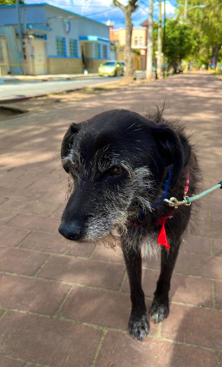 Mildred1806's tweet photo. Feliz última semana 2022, disfruten mucho… el tiempo no regresa #Bolton #Ringo #Negris #CachorroBebé él es hijo de Negris, abandonado 😭 trataré de buscarle hogar, tiene familia pero todo el día en la calle ☹️ le doy comida, no me lo quieren dar 🤯 pero en la calle se pierden 🥱 https://t.co/Nu5u5QvYR7