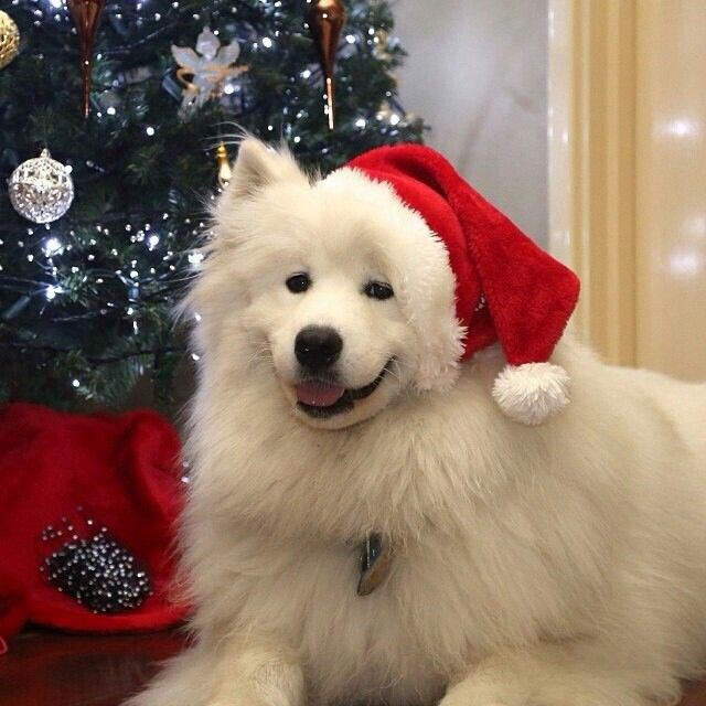 nocontextsdogs's tweet photo. https://t.co/e60or8DbXf