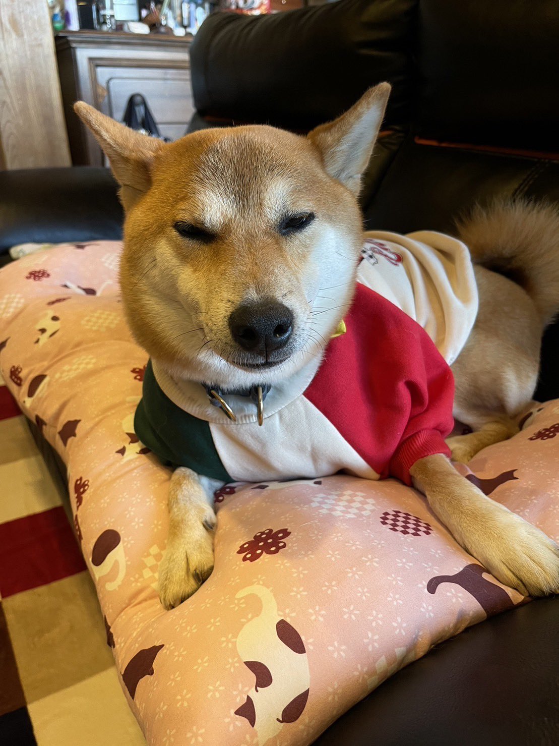 柴犬しばお (@shibaooooo421) / X