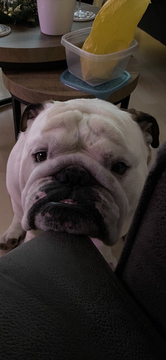 Can i get a day after Christmas Boop please?😍Happy Monday friends💚 #Christmas #boop #dogsoftwitter