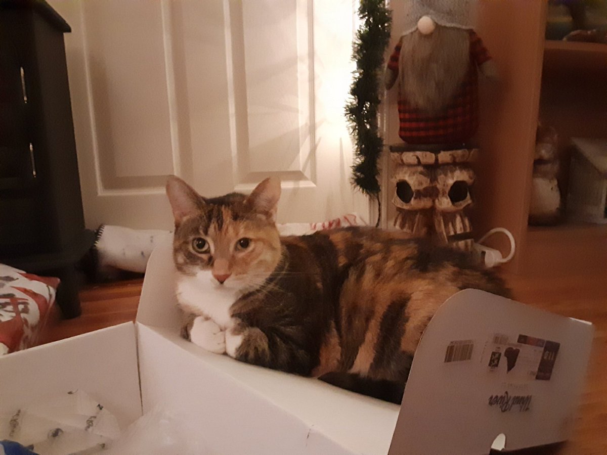AngieInTO's tweet photo. Boxing Day, the biggest day on the cat calendar! 🤣🐱😂💖 #catsoftwitter #boxingday #cats https://t.co/z3TlZQlrYY