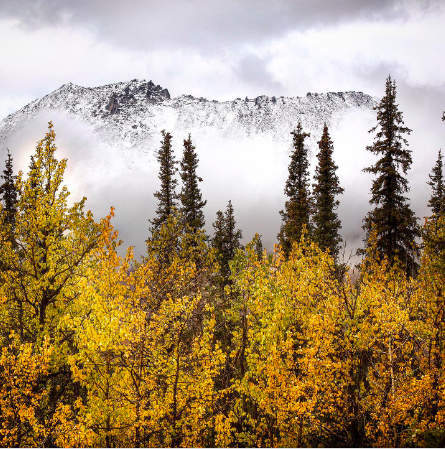 FSC_Canada's tweet photo. Tell us your favorite type of tree? 🌳🎋🌱🍂🍁 

Today, we're highlighting the beautiful white spruce at Tombstone Territorial Park, Yukon.

 Photo captured by 📸: @joebishop22 (Thanks Joe!)

#forestsforallforever #FSCcanada #favouritetree #treestagram #treescape #treeoftheday https://t.co/jYNUvUd040