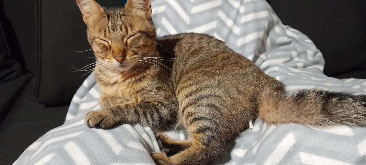 Bayita_Live's tweet photo. IMPORTANTE!!

Por favor ,leer la primera imagen donde explico la situación en la cual necesito ayuda ,cualquier aporte es agradecido y en caso de ser necesario subiré todos los costes de lo que salga en la veterinaria , compartiendo ayuda muchisimo igual❤
https://t.co/2HIDNUunSE https://t.co/NVGI8n7X83
