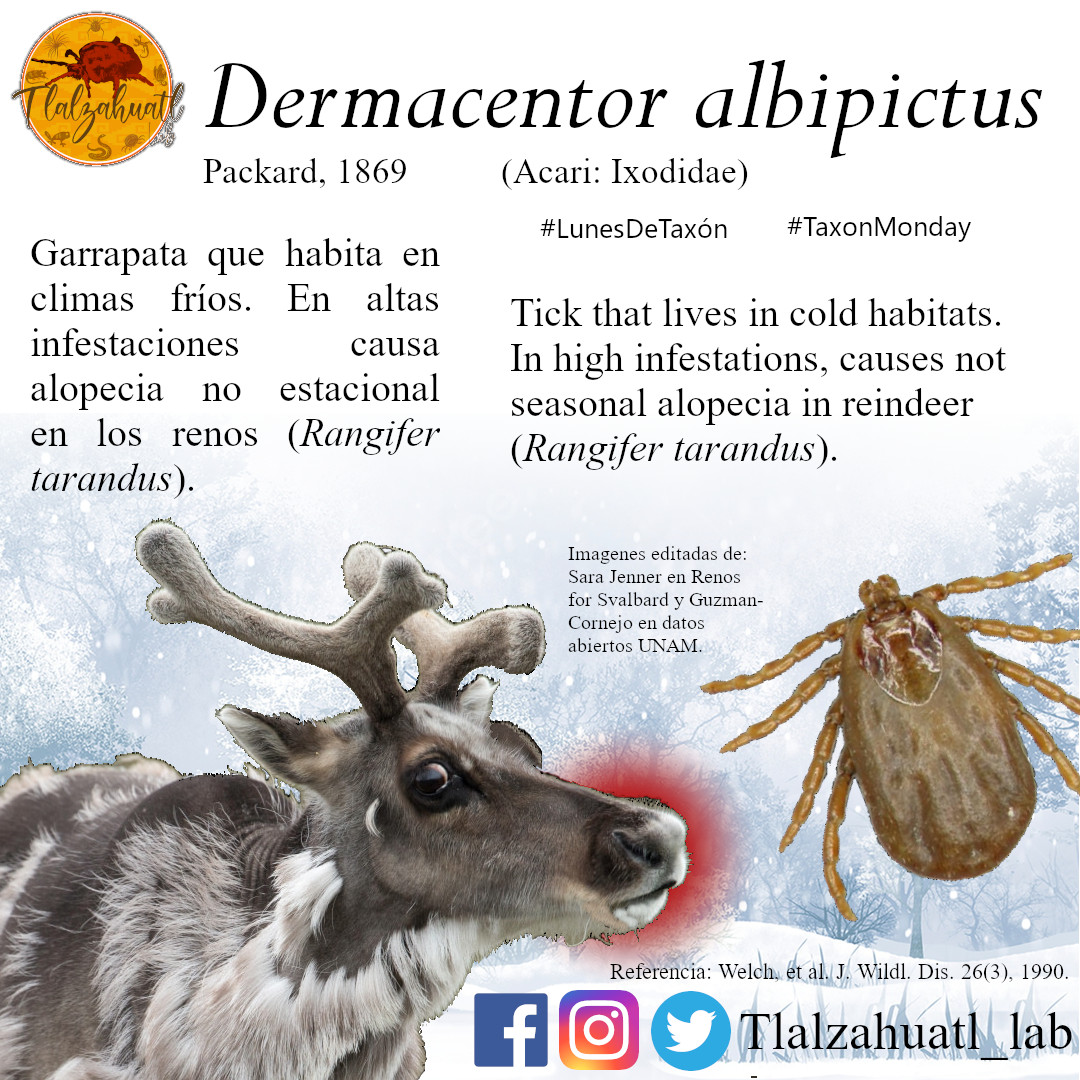TlalzahuatlLab's tweet photo. #TaxonMonday 145
🕷🔬🦌 Our partner @JAAToledo1 illustrates a tick affecting reindeers.
_ _ _ _ _
🦌🔬🕷 Nuestro compañero @JAAToledo1 nos ilustra una garrapata que afecta a los renos. https://t.co/M80QN7jdBe