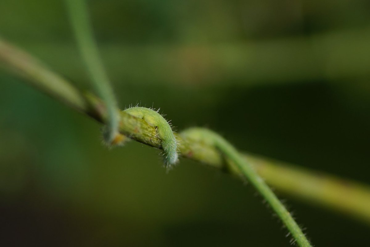 lost_in_botany's tweet photo. #Cassytha racemosa, #Lauraceae Wattle ya know a Cassytha making โFriendsโ with an Acacia! Bit to late for the main flower show but still some flowers around! #parasticplants! https://t.co/dhSZmSZC0A