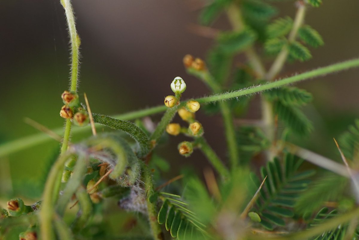 lost_in_botany's tweet photo. #Cassytha racemosa, #Lauraceae Wattle ya know a Cassytha making โFriendsโ with an Acacia! Bit to late for the main flower show but still some flowers around! #parasticplants! https://t.co/dhSZmSZC0A