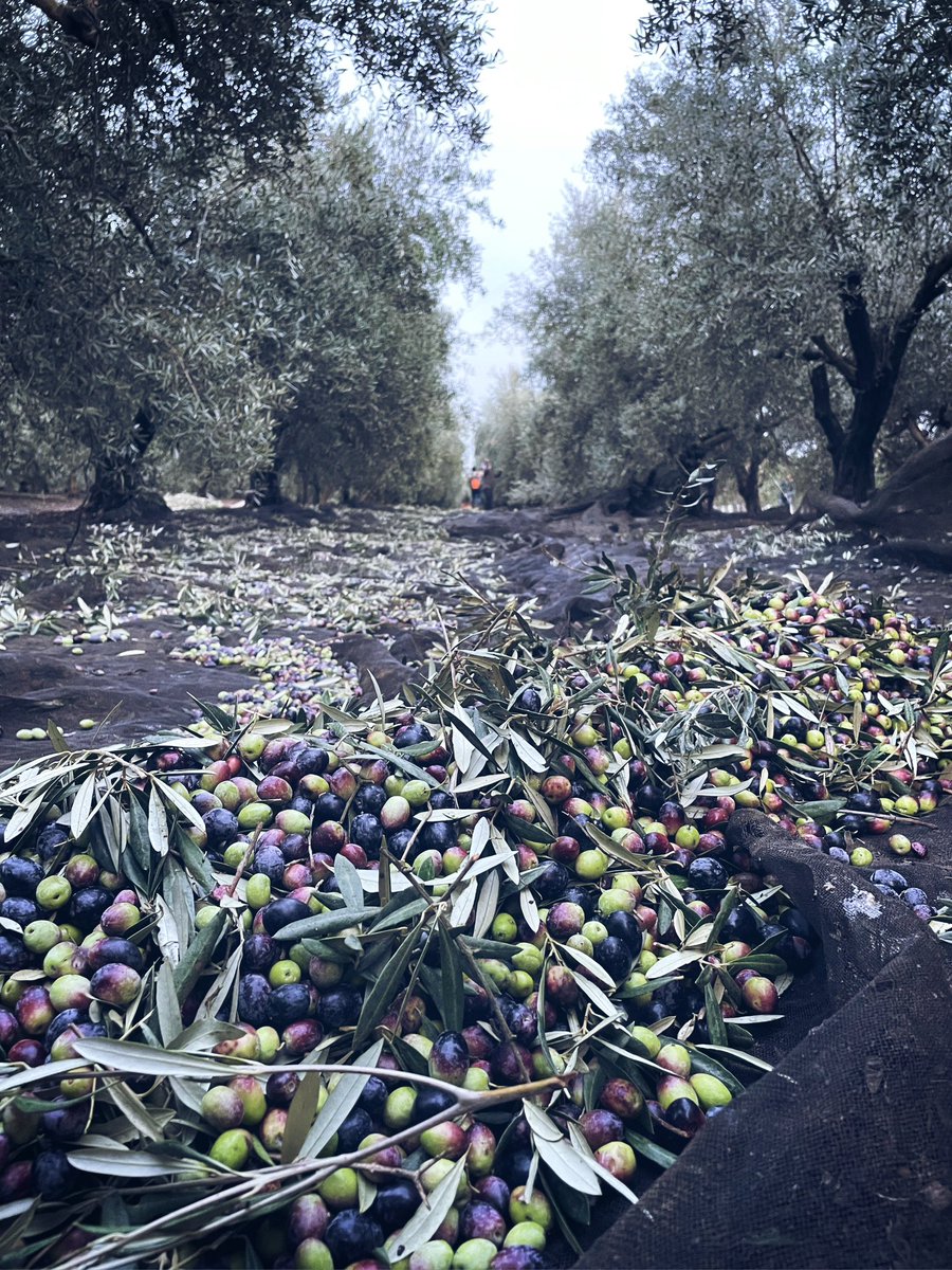 Marteña 17000 kg /has . No ha estado mal este año,  no es el récord pero no nos podemos quejar . #olivarandaluz #olivar #aceite