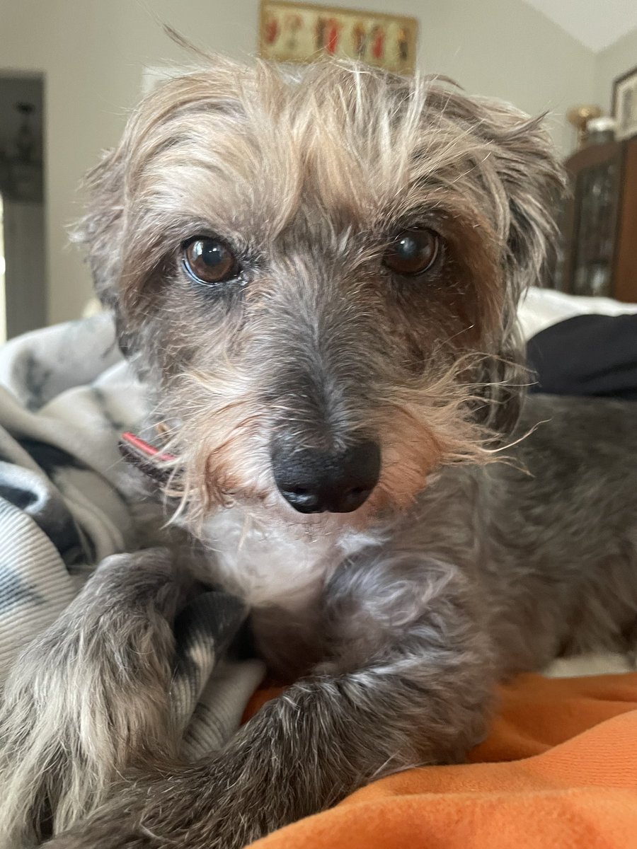 _dofd's tweet photo. Obviously with this tweet we are asking to see pictures of elderly beloved.
This is Olivia. She is 300 years old, no teeth, and likes to be held like a human baby.
#pets #seniordogs #oldpets #furbabies #dogs #cats https://t.co/LUQPILa2ZG