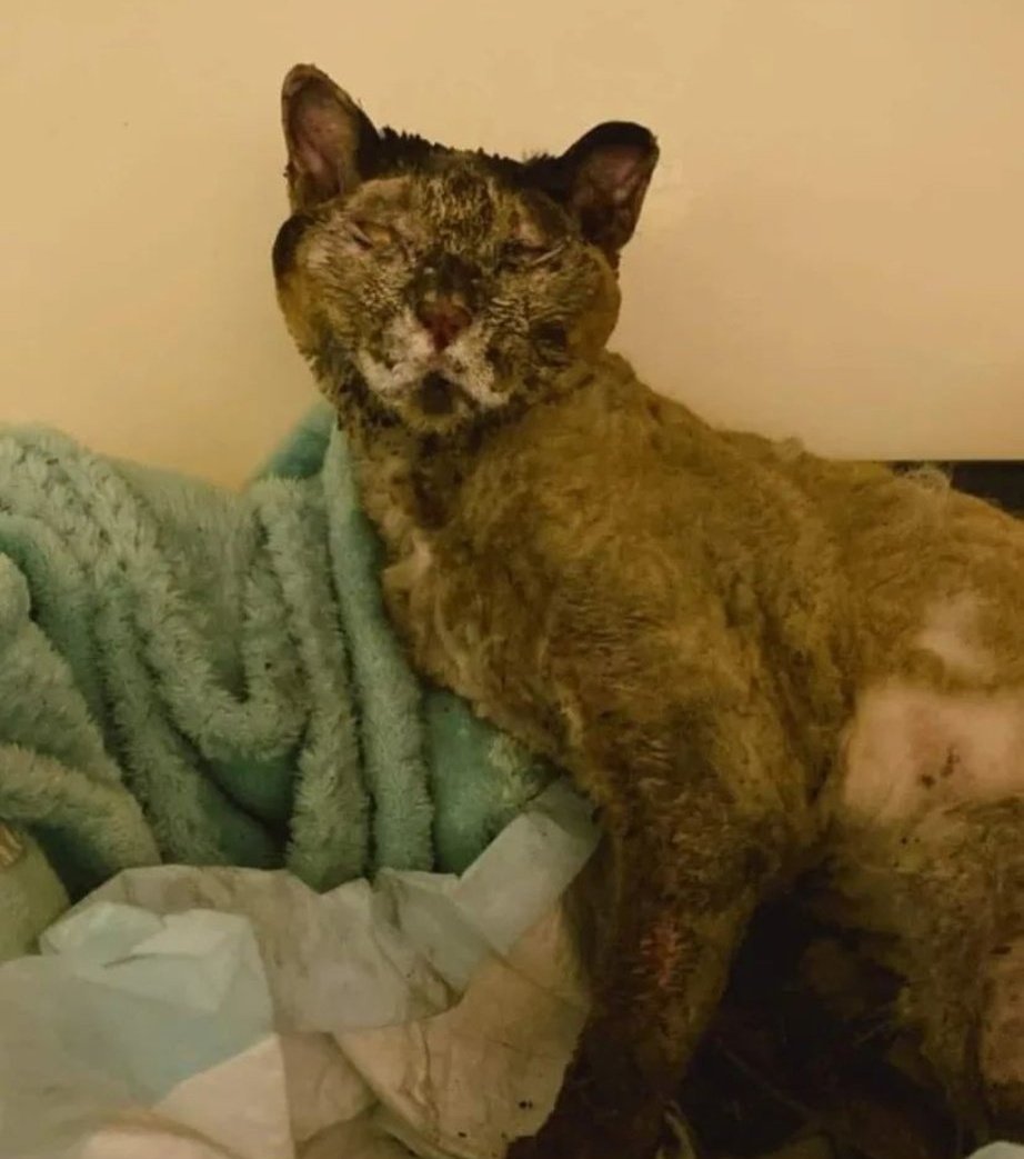 AnimalParaiso's tweet photo. Se busca a la familia de esta gatita encontrada cerca del Parque Kan Kan, su condición hace difícil reconocerla pero portaba un collar morado con una florcita. Se encuentra en el Hospital Veterinario Integral, TAMAYA 42 , AGUA SANTA, #Viña https://t.co/n2d5FK6qKS