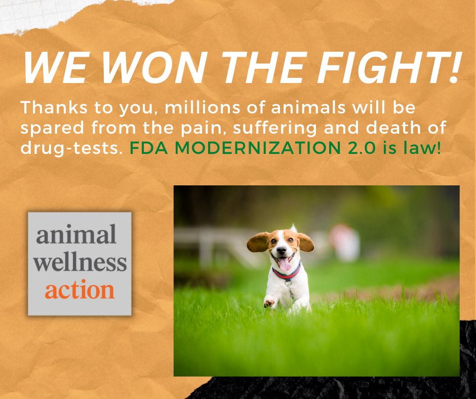 AWAction_News's tweet image. Please support our work to make more victories like this happen in 2023. Visit our website today to be a part of this journey to improve the lives of animals here and across the world. animalwellnessaction.org  #fdamodernization #BigCatPublicSafetyAct #sharkfinsales