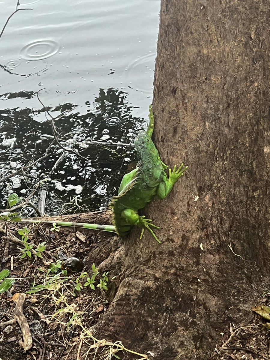 kanngera's tweet photo. Nothing to see here except an iguana frozen at the bottom of my tree.
#ChickenoftheTree
#EveryoneGetsaLeg #Iguana #FrozenIguana
@MarkAdamBennett @emmettdoog @TacoCat2012 @gtconway3d https://t.co/o9pgStabvj
