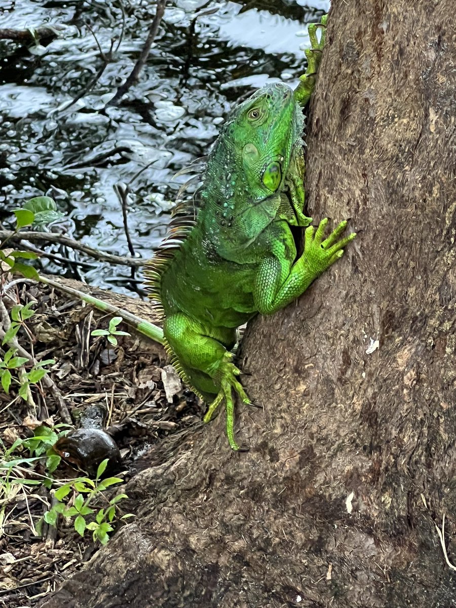kanngera's tweet photo. Nothing to see here except an iguana frozen at the bottom of my tree.
#ChickenoftheTree
#EveryoneGetsaLeg #Iguana #FrozenIguana
@MarkAdamBennett @emmettdoog @TacoCat2012 @gtconway3d https://t.co/o9pgStabvj