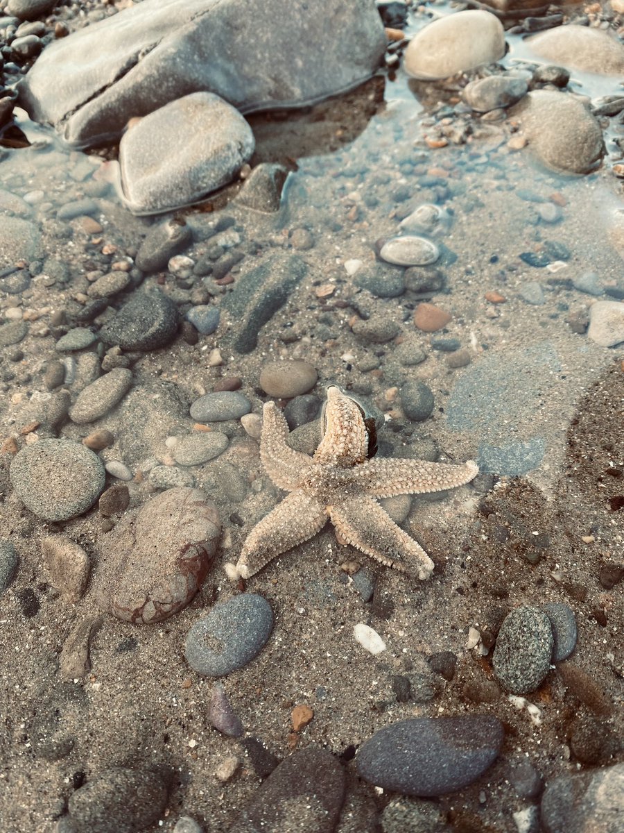 Juggling_Words's tweet photo. Beautiful morning of walking along the coastline - rain, wind, then sunshine!
Spotted a starfish in the pools, whilst the brisk waves simmered along the shoreline. Magical.
#NatureDays #CardiffMeanders #BeachLife #OceanChild #Photography #Zen https://t.co/min8uti4WH
