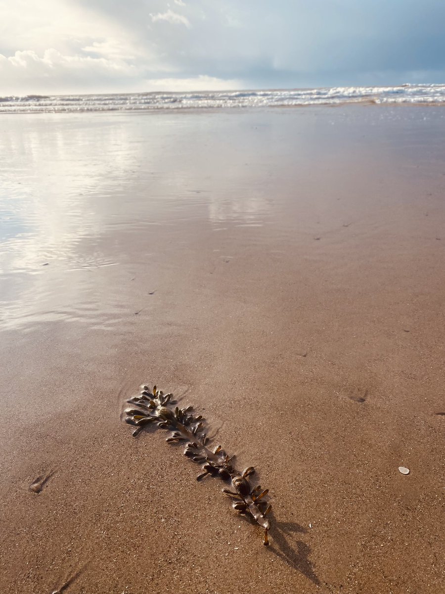 Juggling_Words's tweet photo. Beautiful morning of walking along the coastline - rain, wind, then sunshine!
Spotted a starfish in the pools, whilst the brisk waves simmered along the shoreline. Magical.
#NatureDays #CardiffMeanders #BeachLife #OceanChild #Photography #Zen https://t.co/min8uti4WH