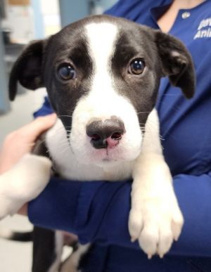 Hello! I am Firefly (V#2 12/27 F: J. Curtis). I am a Female Hound and Labrador Retriever.
petfinder.com/dog/firefly-v-…