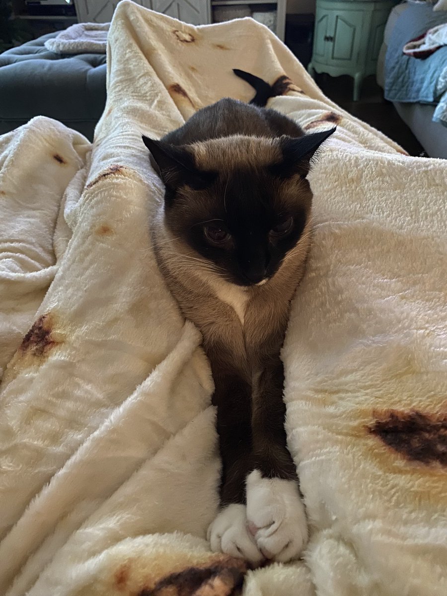 RickyKitty2's tweet photo. Sister Lu enjoying the human’s tortilla blanket Christmas gift #CatsOnTwitter https://t.co/nppSVUuBXS