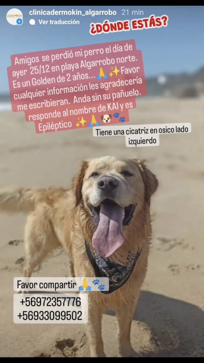 BlanquitaMontt's tweet photo. Perdido en Algarrobo, favor difundir. https://t.co/2u1WU6rmLU