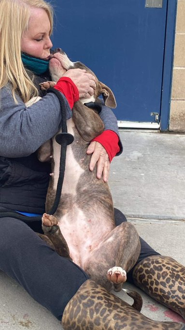 psychicwhisper3's tweet photo. 🆘🤰 SKITTLES #A351360 #CorpusChristiTX
**News She Is Pregnant** Now They Will Kill Her & Her Unborn Puppies😢Unless We Get Her A #MedicalResQ 🔥 By 12/28 NOON🔥🤰
🚘INJURY With Laceration To R Rear Limb &
Abrasions Please Help #TwitterFamily🙏
Pls #Pledge2SaveMum&Pups INFO⬇️😢 https://t.co/fvP2Va0D1o