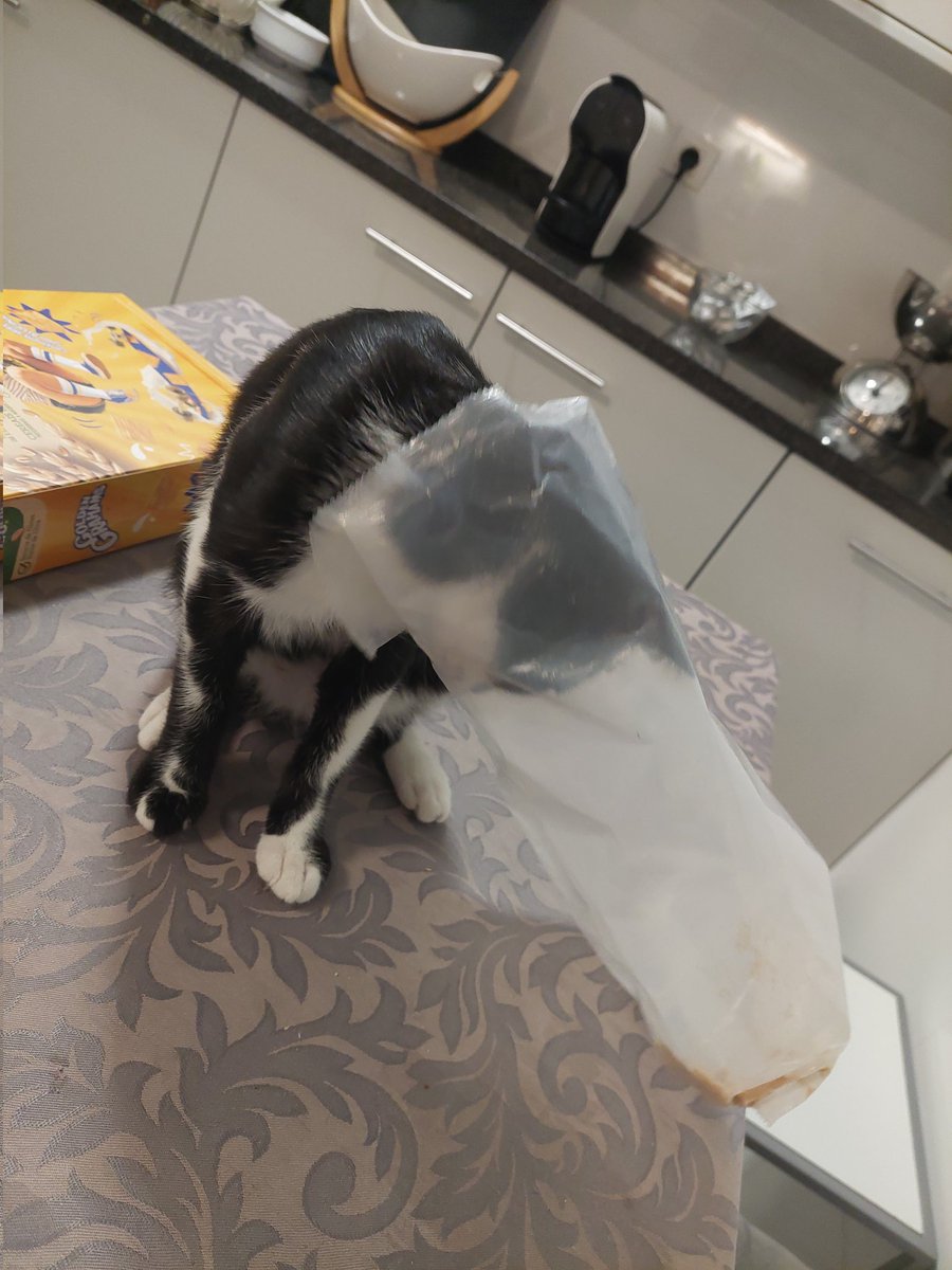 Drogonty's tweet photo. Descansa em paz, Manuel.
Podias ser o gato mais burro à face da terra, mas eras o nosso gatinho burro.
Espero que tenhas sido feliz enquanto estiveste connosco, that's really all I can hope for.
Bybye 🖤🤍🖤 https://t.co/sk0ZILOqv0
