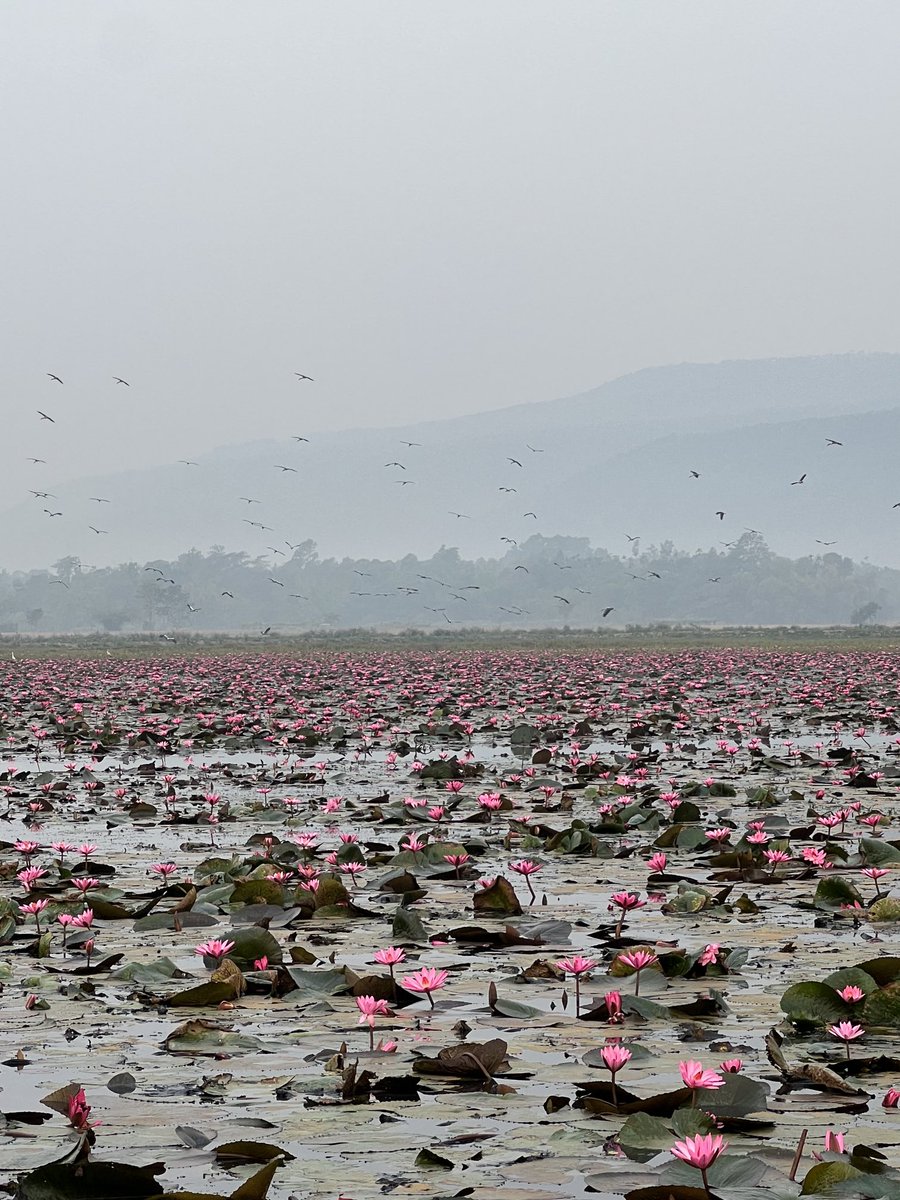 A kingdom of water lilies, a truly majestic scenery. Best to be enjoyed when the sun rises #bangladesh #sunrise #flowers #nature