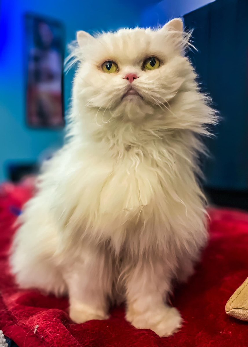 liestef's tweet image. She went to sleep, and didn’t wake up. Rest in eternal peace my beautiful Mariška. 5/9/07 - 26/12/22 🌈 😻