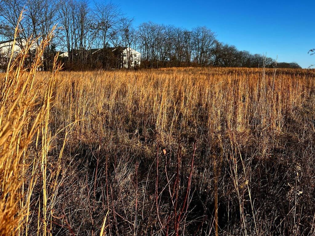 zkaz's tweet photo. Fields on my run. #seenonmyrun #run #runchat #running #runhappy #marathon #marathontraining #instarunner #instarunners #runnerlife #instarun #runner #runners https://t.co/AO5vBYvWrG