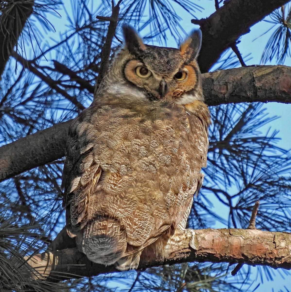 BirdCentralPark tweet picture