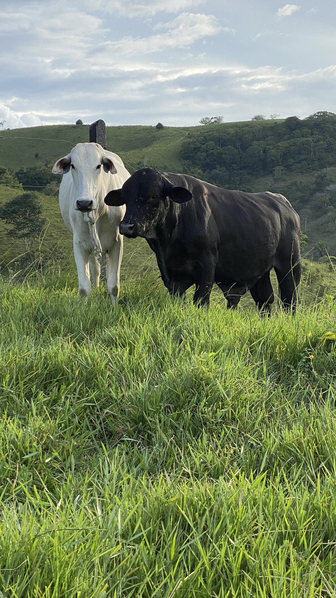 marcelo2mbs's tweet photo. #cruzamentoindustrial #nelore #angusbull #ultrablackangus #pecuaria https://t.co/jbaNZjQpCZ