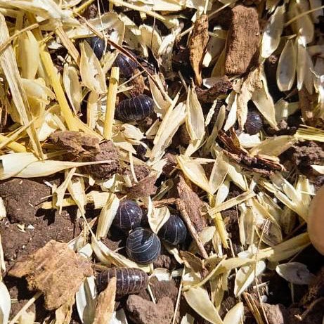 AltinaArg's tweet photo. Máxima precisión y uniformidad, incluso con cargas de producto bajísimas😲
Nuestro #KitAltina es ideal para aplicar cebo para bicho bolita🌱Empleá2️⃣ kilos de cebo por hectárea sin desperdiciar producto y con un alto control de la plaga👌
¡Gracias Mariano Álvarez por las fotos!📸 https://t.co/Q0qCnNYgFH