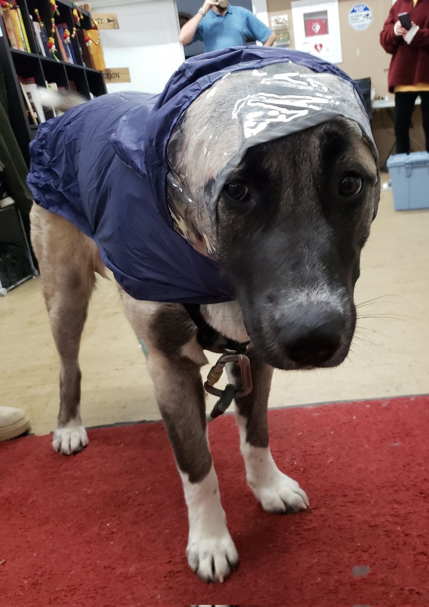 TinySpinster's tweet photo. My friends dog got a rain coat for Christmas and she HAAAAATES it 🤣 https://t.co/5R2gBxaTLk