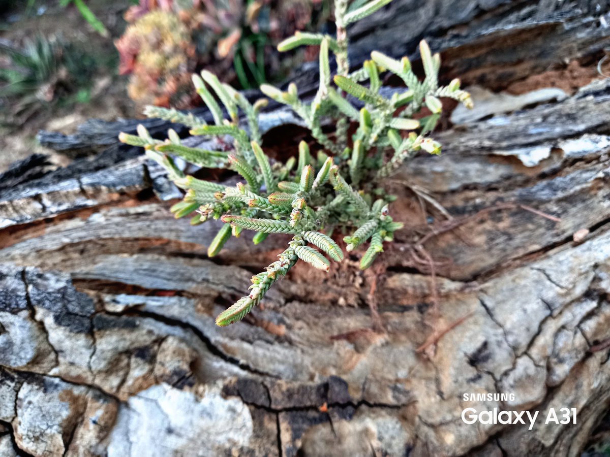 A31Photography's tweet photo. Good evening just a photo's I took today. #Nature #Mobilephotography #SamsungA31 #Picsart #Linkincomment #MobileOnly #AmaturePhotographer #BackYardPhotography #ThismyownContent https://t.co/jPeB9ORDr4