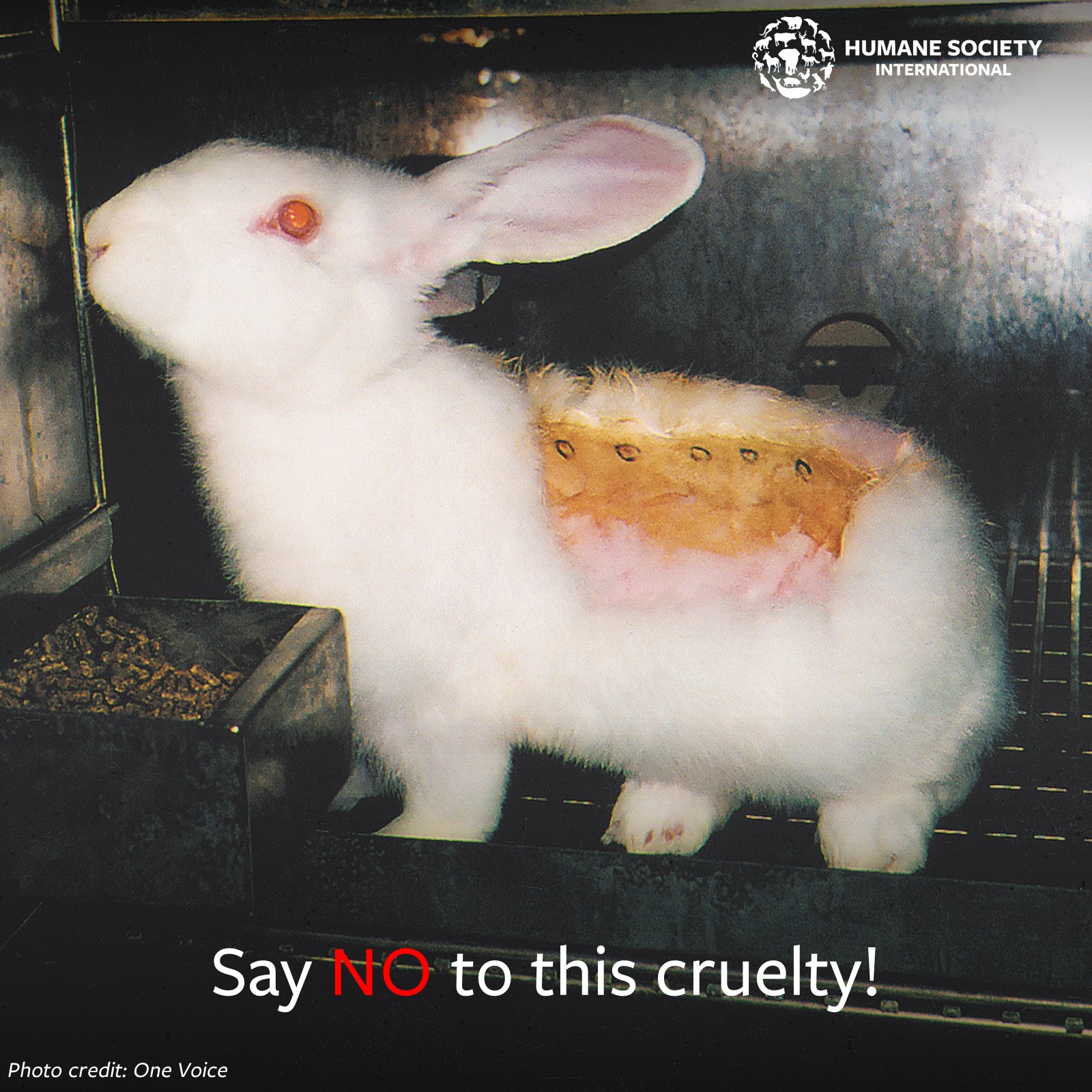 HSI/End Animal Testing Campaign on Twitter: HSI/End Animal Testing Campaign on Twitter: