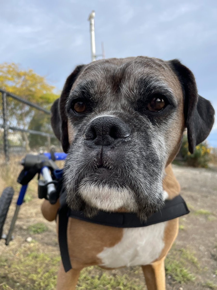 pnaught13's tweet photo. Happy Boxer Day! #BoxerDay https://t.co/JUMhE3NLFU