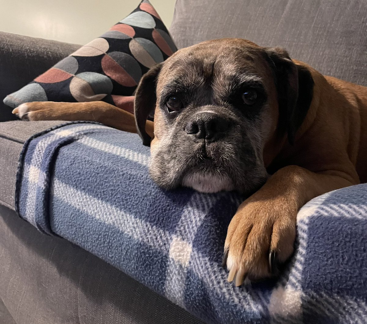 pnaught13's tweet photo. Happy Boxer Day! #BoxerDay https://t.co/JUMhE3NLFU